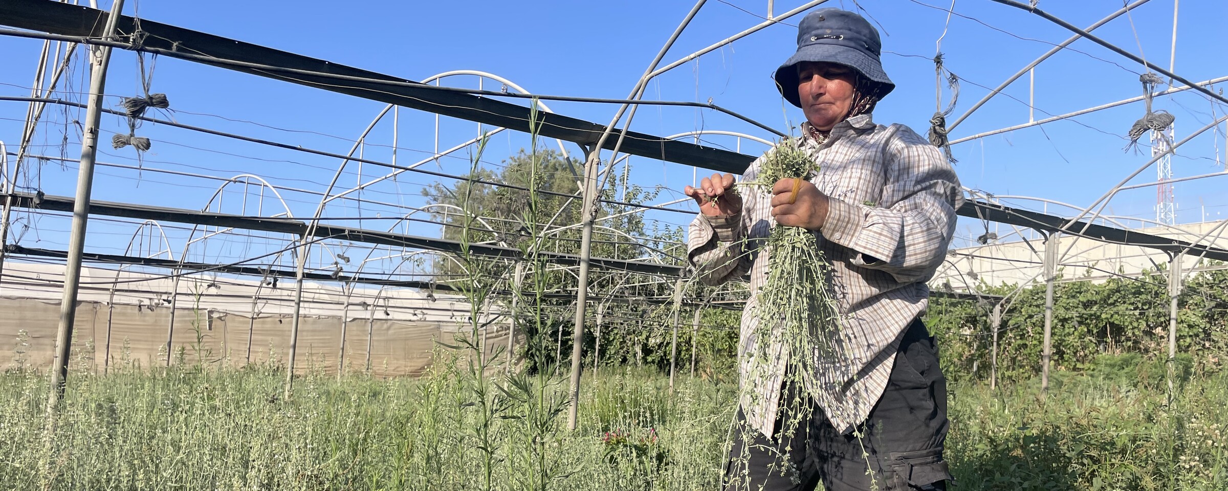 A woman tends to her crop