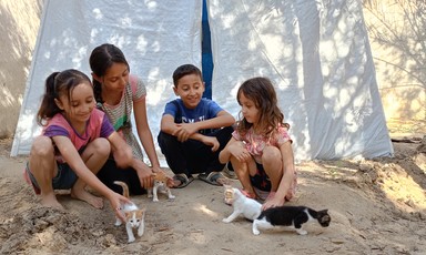 four children play with kittens