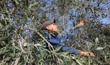 A man picks olives from a tree