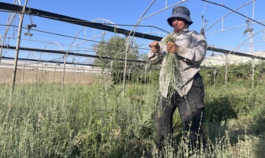 A woman tends to her crop