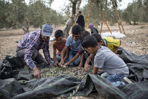 A man and five young boys sort through olives spread out on a plastic tarp