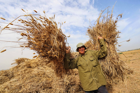 Man carrying stacks of wheat 