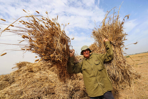 Man carrying stacks of wheat
