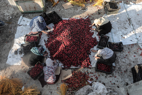 Women sitting around and sorting a pile of ripe dates 
