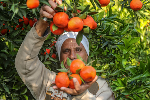 A man holds a bunch of clementines 