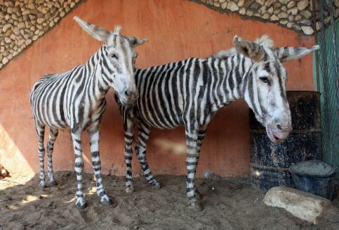 No animals no visitors at Gaza s lone zoo The Electronic Intifada