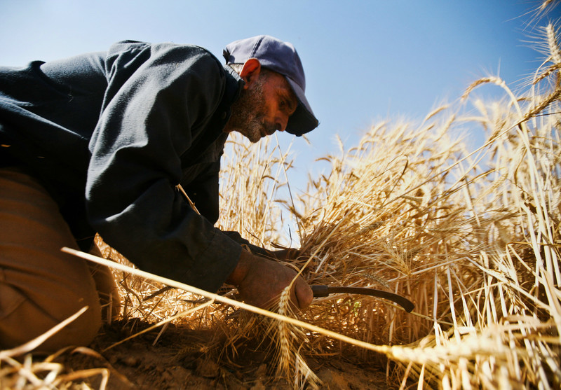 Gaza farmers rush to grow wheat under fear of Israeli fire 