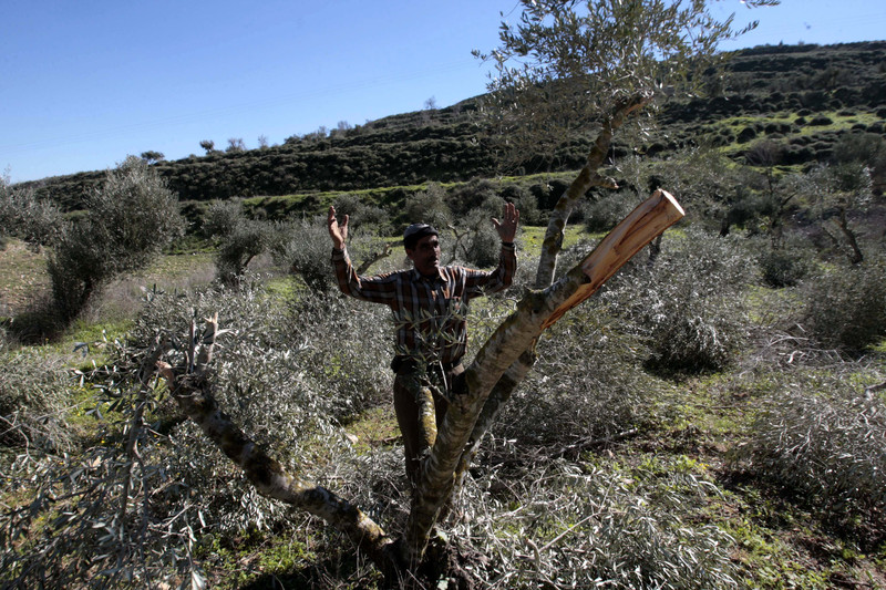 Man throws up his arms in front of tree damaged by settlers