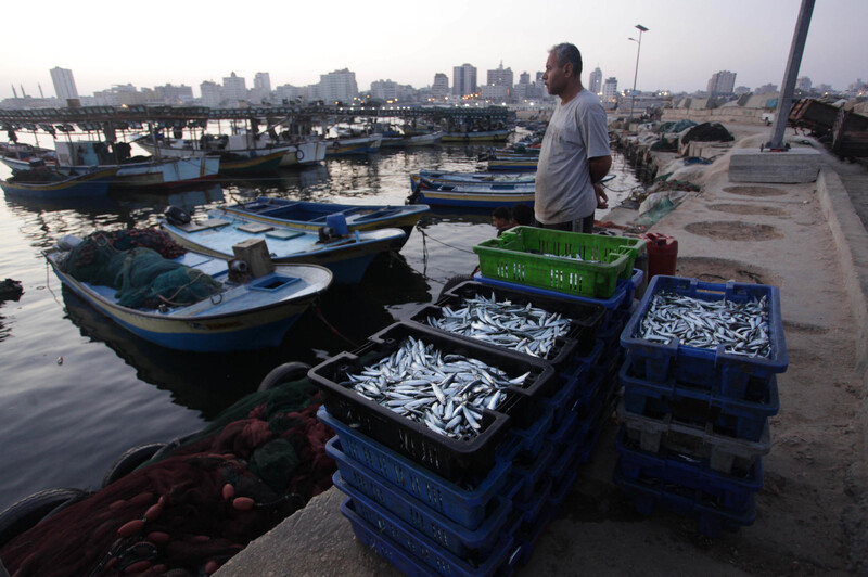 Mann standing at harbor next to boxes of fish looks toward sea 