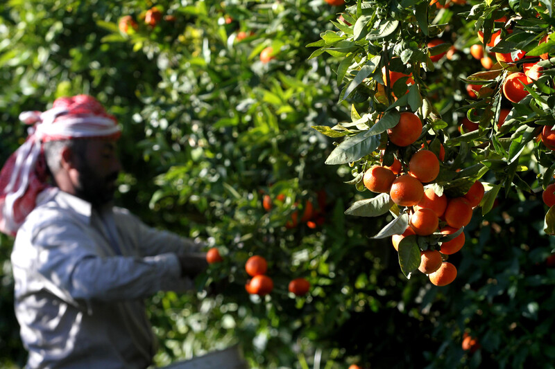 Man harvests oranges