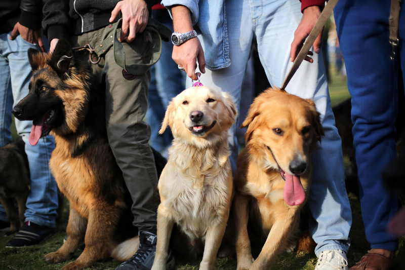 Palestine, A Month in Pictures 160205-gaza-dog-show