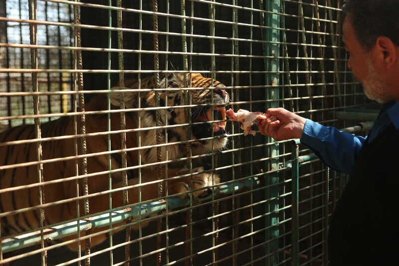 Man feeds piece of flesh to caged tiger