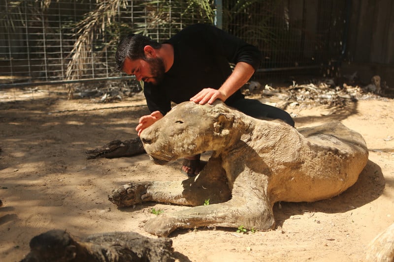 Man examines head of taxidermy lioness