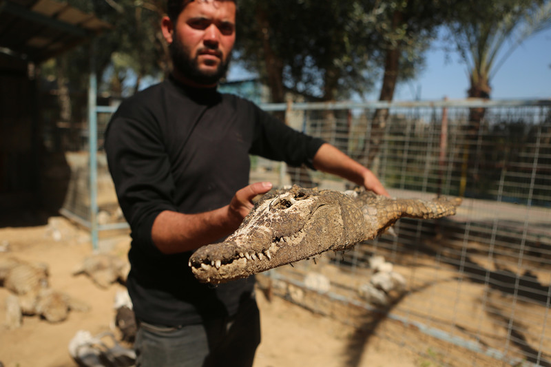 Man holds up dried head of alligator or crocodile