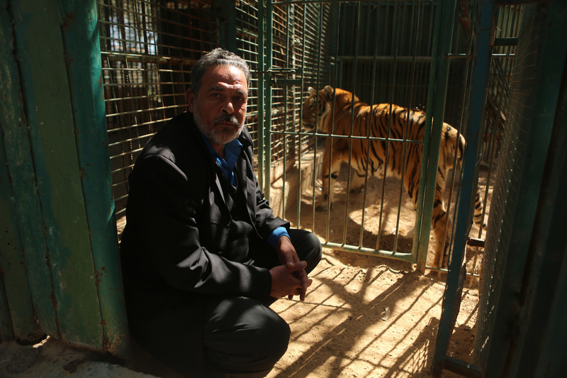 Man squats next to tiger in cage