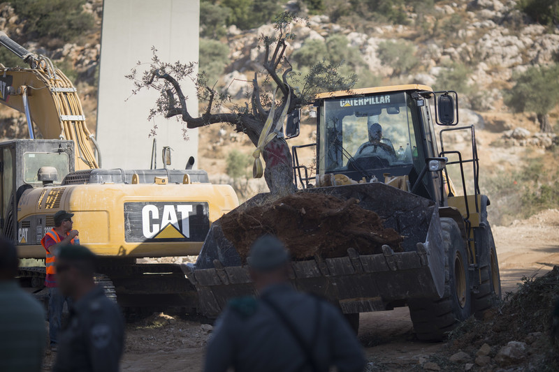 Olive tree sits in scoop of Caterpillar bulldozer as Israeli officers look on