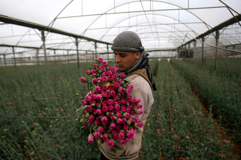 Young man holds armful of flowers in a greenhouse