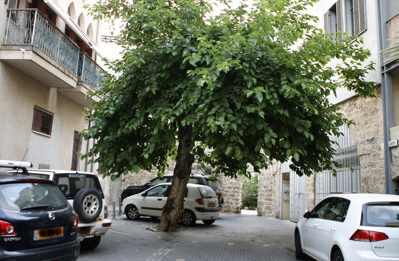A large tree in middle of pavement surrounded by cars and buildings
