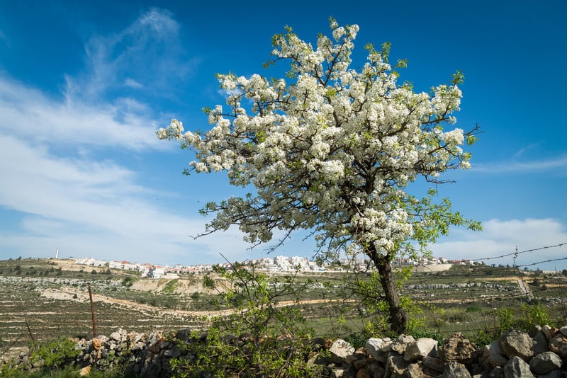 Flowering tree stands in front of landscape with Israeli settlement on horizon 