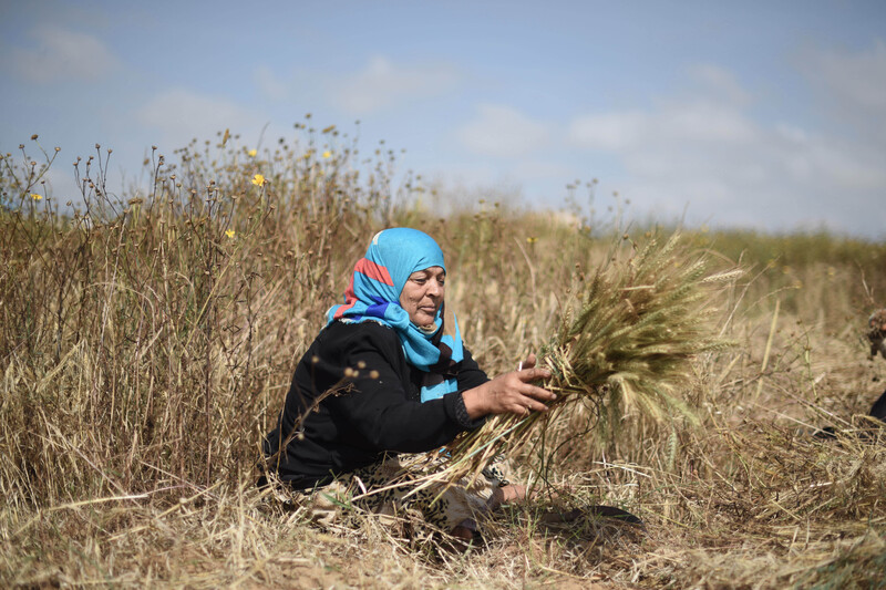 Sitting woman bundles herbs in field