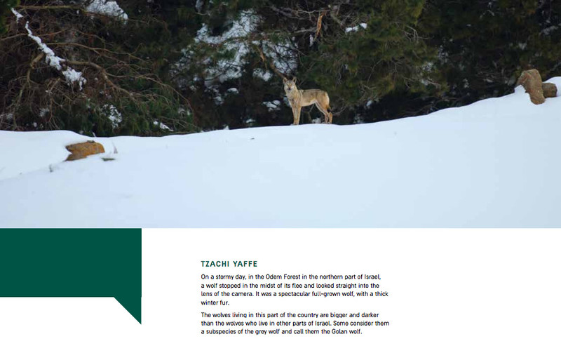 Screenshot of exhibition catalogue showing photograph of wolf in a forest with caption describing it as northern Israel