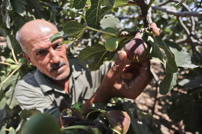 Man holds ripe fig hanging from tree