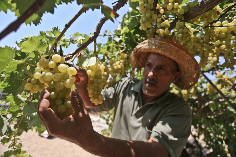 Man wearing hat holds bunch of grapes hanging from a vine