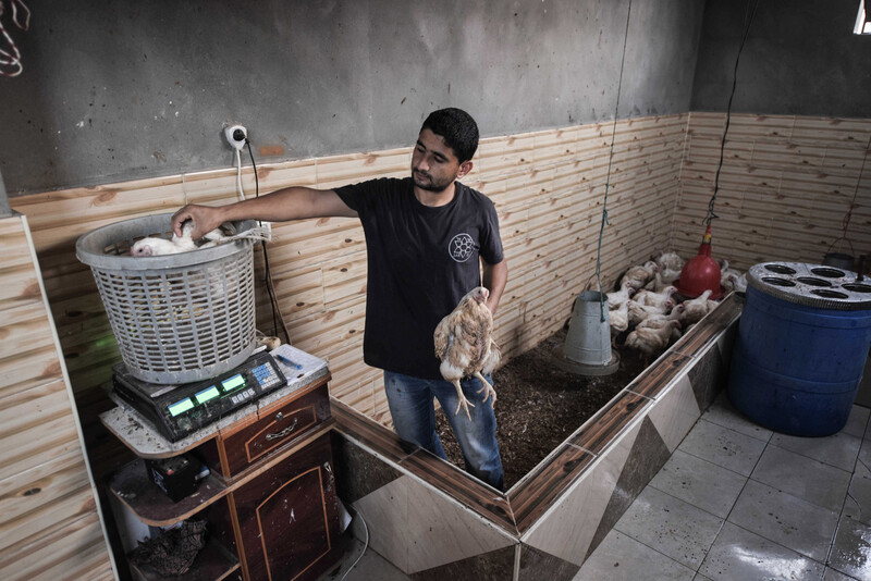 Muhammad al-Najjar stands in poultry pen while holding a chicken in one arm while placing a chicken on a scale with his other arm