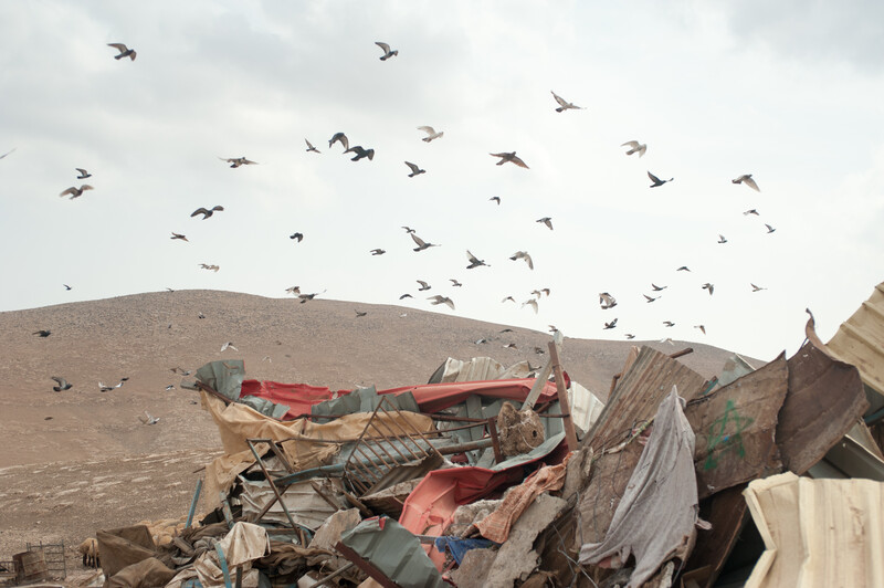 A dole of doves flies around