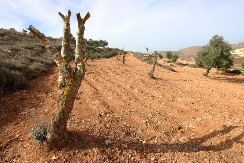 A bare olive tree, branches cut, stands forlornly in the foreground.