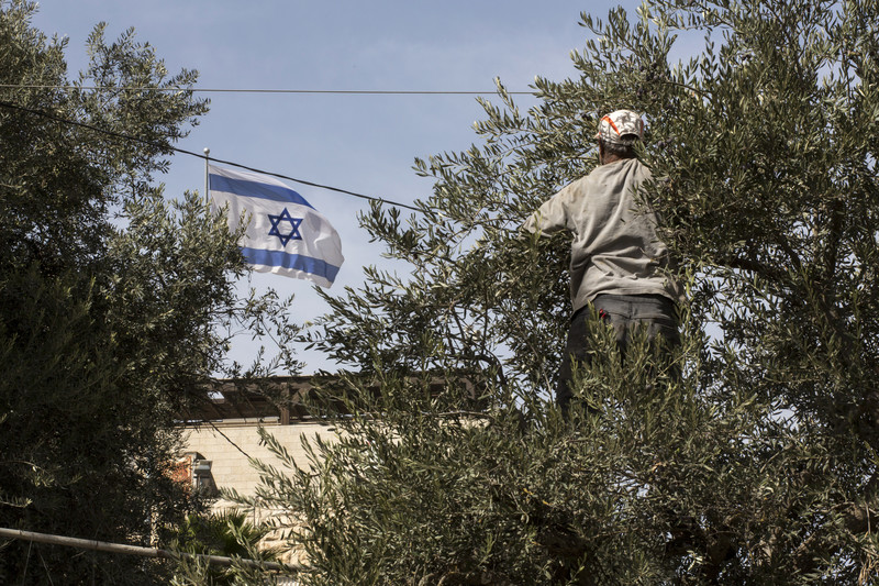 An Israel flag on a settlement home flutters right behind Muhammad Quneibi's olive orchard.