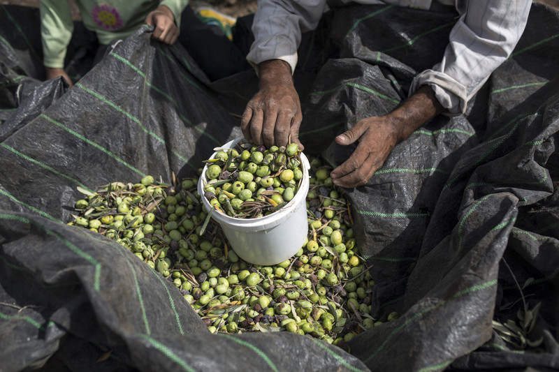 A woman holds a bucketful of freshly picked olives