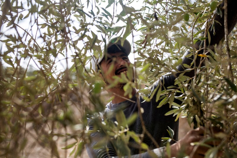 A man picks olives from a tree.