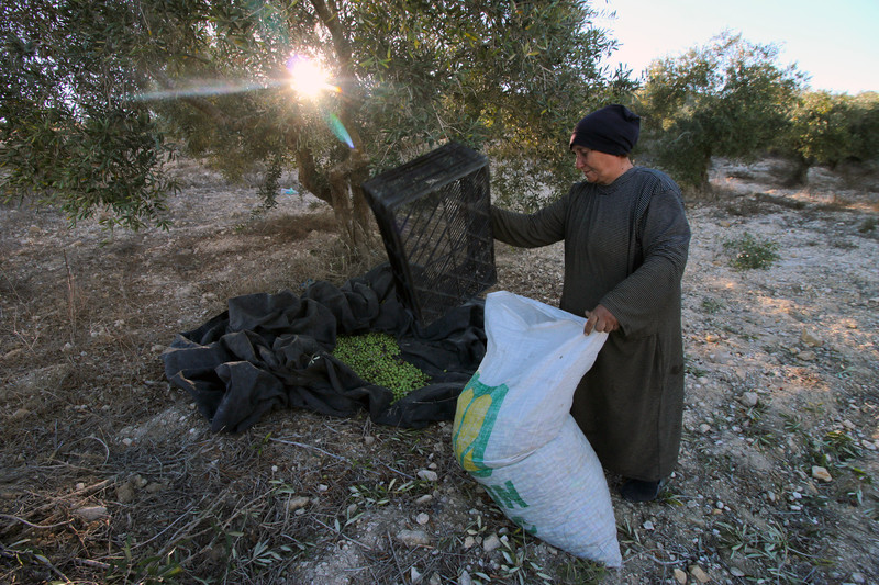 A woman empties a box of freshly picked olives into a sack.