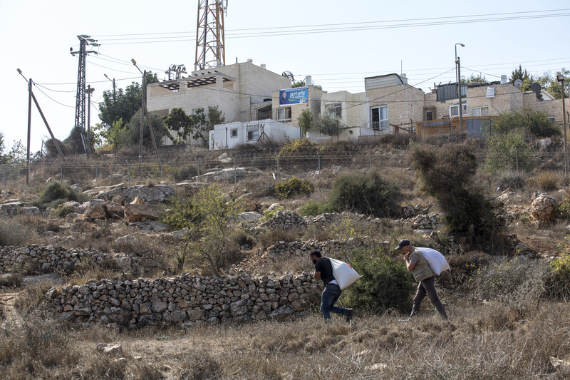 Two men carry bags of olives a short way downhill from an Israeli settlement.
