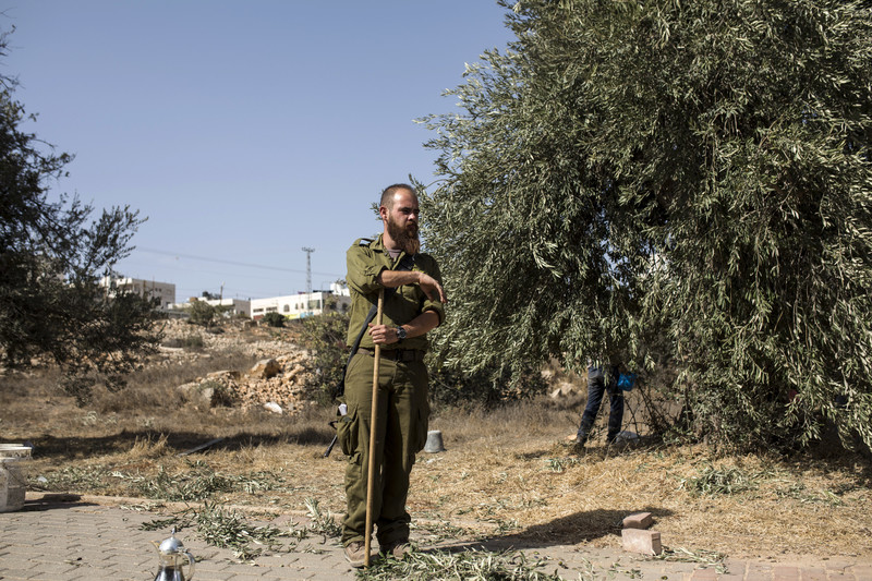 An Israeli soldier watches over a family picking olives.