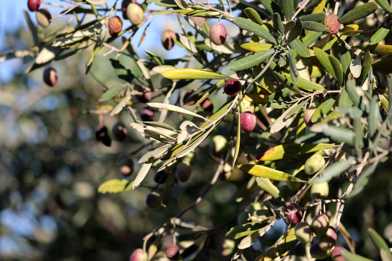 Olives on a branch, ready for picking. 