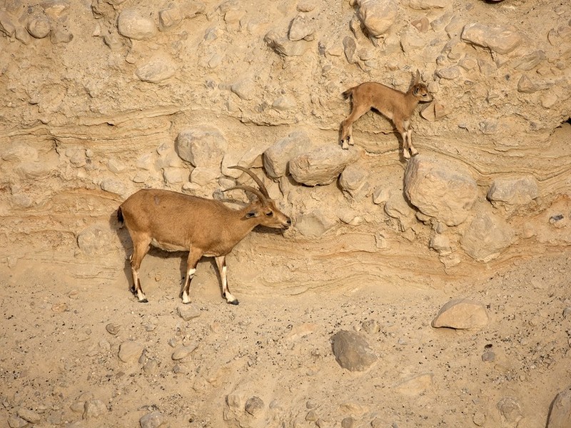 Two Nubian ibex climb on rocky terrain