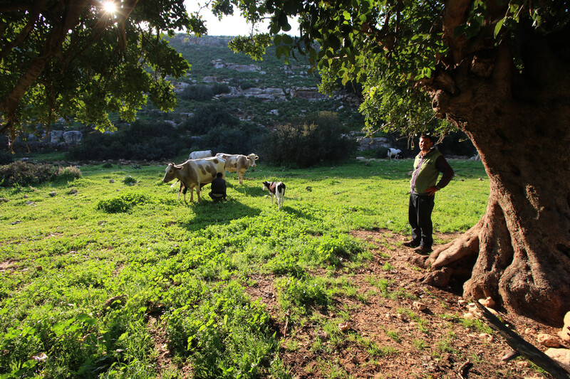 Two men with grazing cows