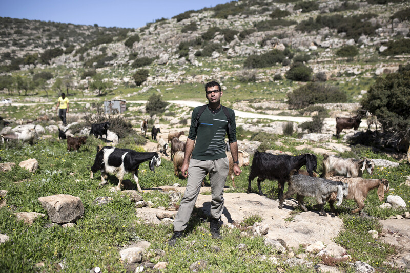 Two men herding goats