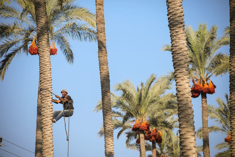 A man climbs a palm tree with a rope tied around his waist.