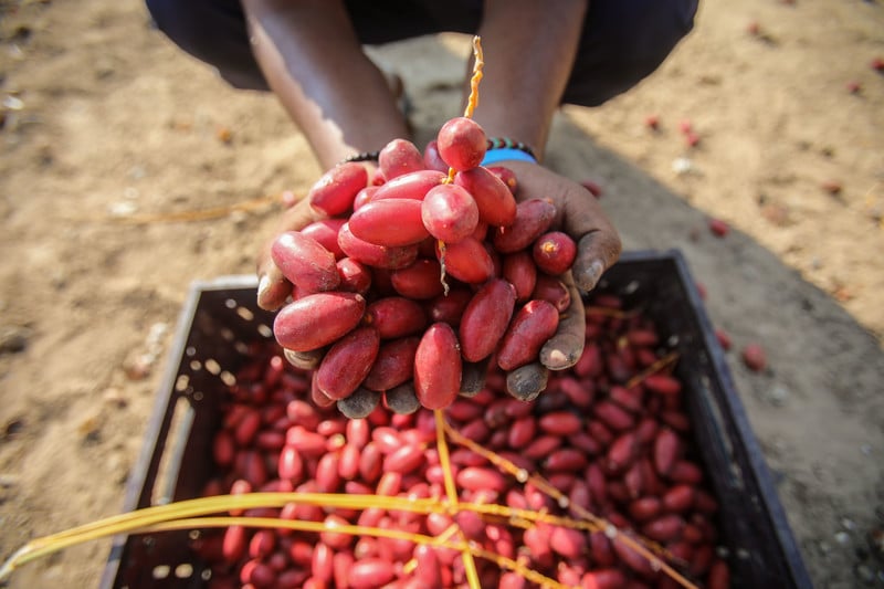 A man holds up two handfuls of ripe red dates.