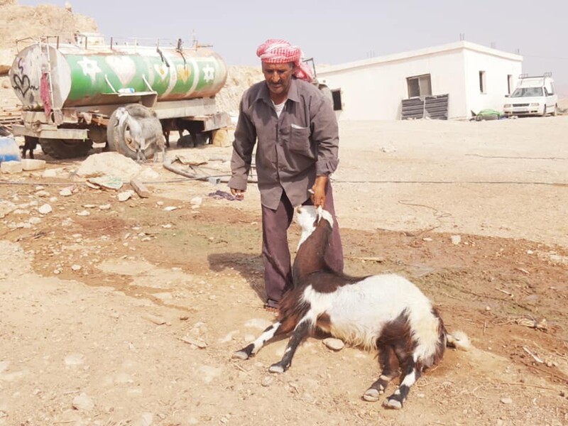 Man holds up goat by horn 