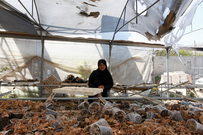 Woman standing in torn-up greenhouse looks at table strewn with pots and plant debris