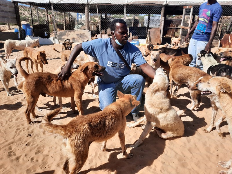 A man sits among a pack of dogs