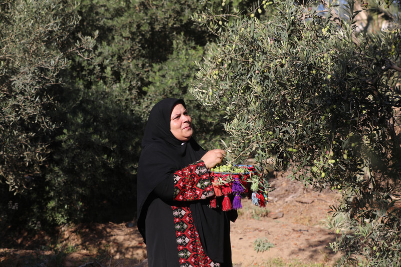 A woman in traditional garb picks olives