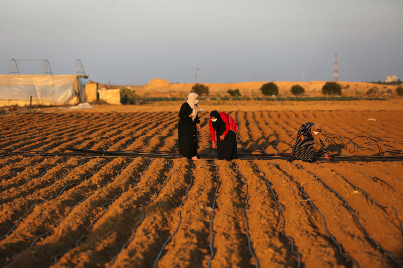 Women plant seeds amid black plastic irrigation lines