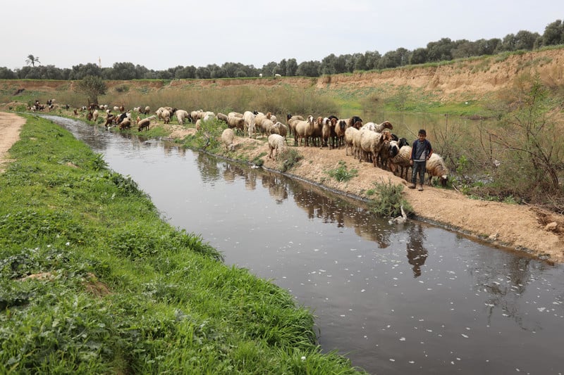 Un pastore porta il suo gregge lungo il fiume a Wadi Gaza