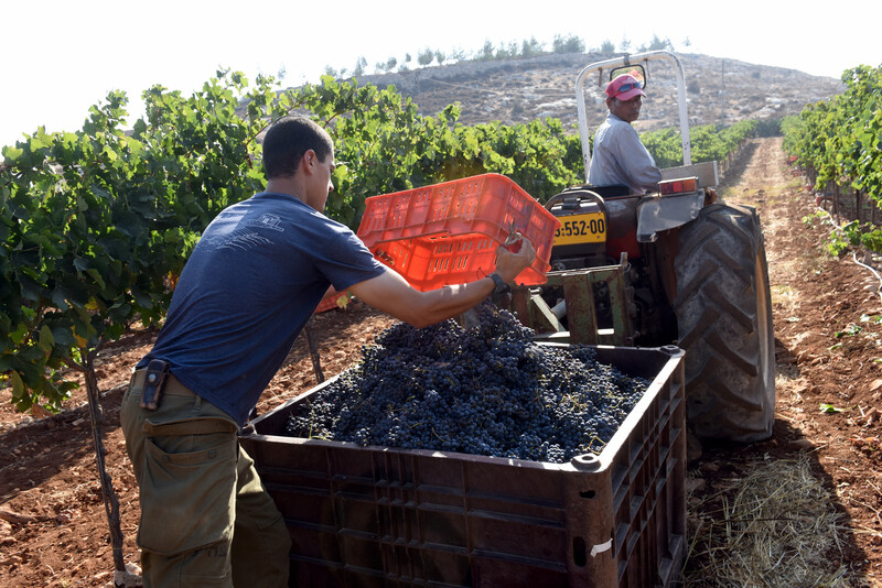 A man dumps grapes into a truck.