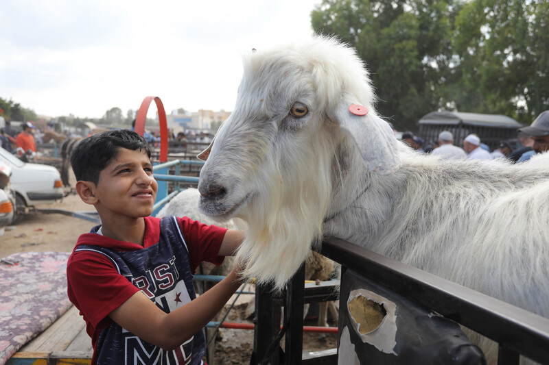 Palestinians examine livestock at a market ahead of Eid al-Adha in Khan Younis, southern Gaza Strip, on 15 June. (Ashraf Amra/ APA images)